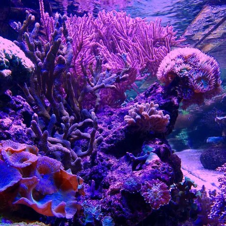 Coral OnlyFans 유출 누드 사진