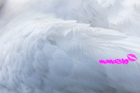 Photo nue de fuite OnlyFans de Mana310