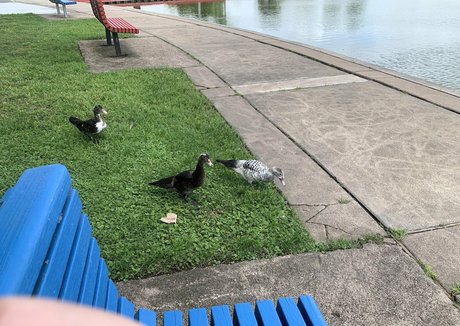 Alaston vuotanut OnlyFans-kuva Bunnycocoa