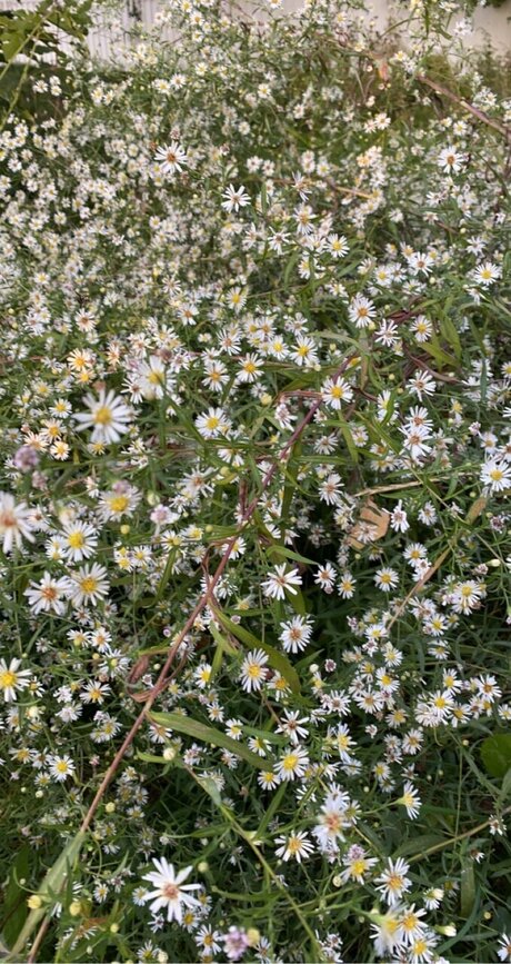 Athena naked leaks OnlyFans pic