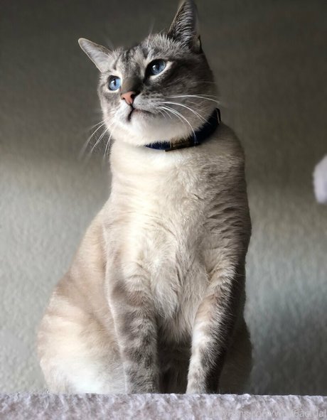 Foto nua vazada do OnlyFans de Wolf6actual