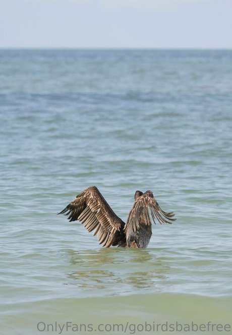 Gobirdsbabefree naked leaks OnlyFans pic
